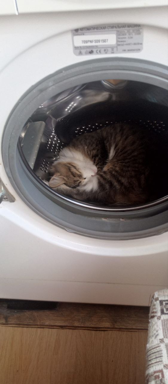 Пропал кот 6 ноября вечером д. Шишкино. Если его кто-то в...