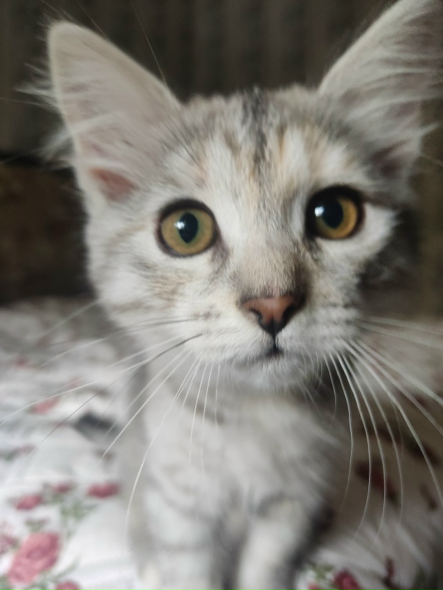 Пропала кошка-котенок, ул. Пионерская 1/20, 3 подьезд, выб?...