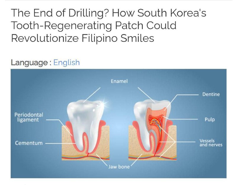 Пластырь для регенерации зубов изобрели в Корее — разработка помогает выращивать целые участки занов