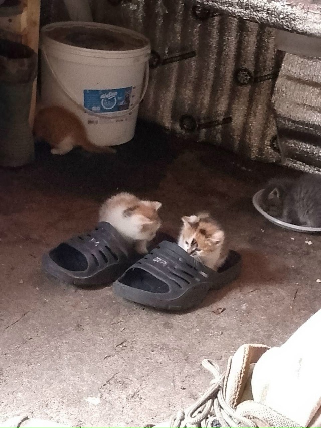 Примерно так я себе представляю среднестатистичкого п...