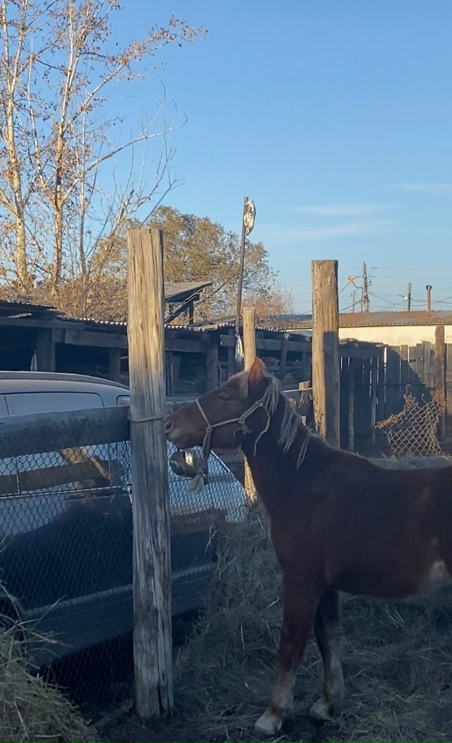 1 харлыг богба, корген билген улус долгаптарын дилеп ту...