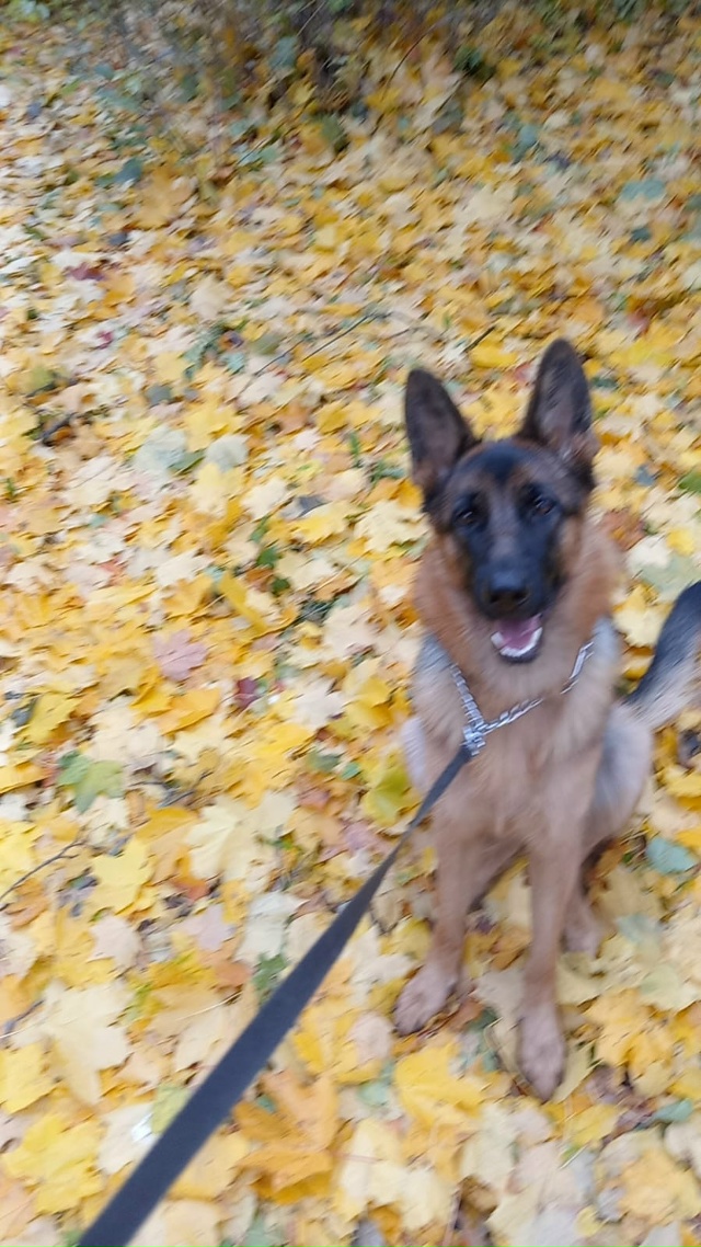 Пропала собака!
Немецкая овчарка, зовут Алиса, ей 1 годи...