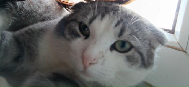 Потерялся серо белый кот, в пиндушах на горького если к...