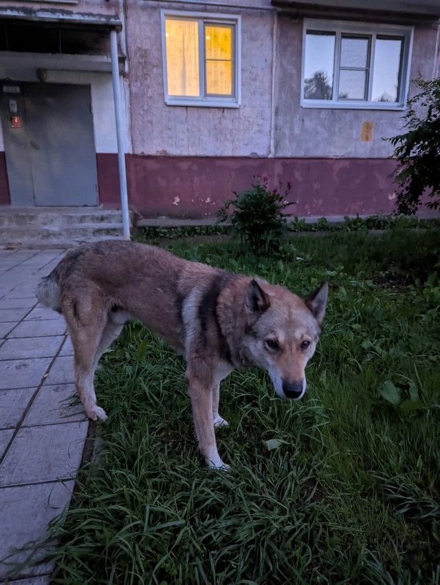 Срочно!!! Чья собака? Возможно подбила машина 89226642191 Ири...