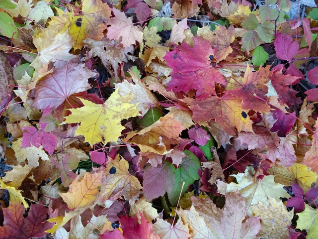 Осенний Воронеж, локация пос.Рыбачий🍁🍂
