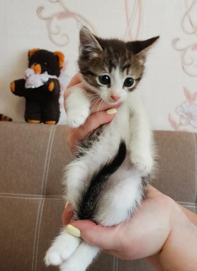 Родники. Ивановская обл. Срочно!!! Ищем дом котятам 1.5 - 2 ...