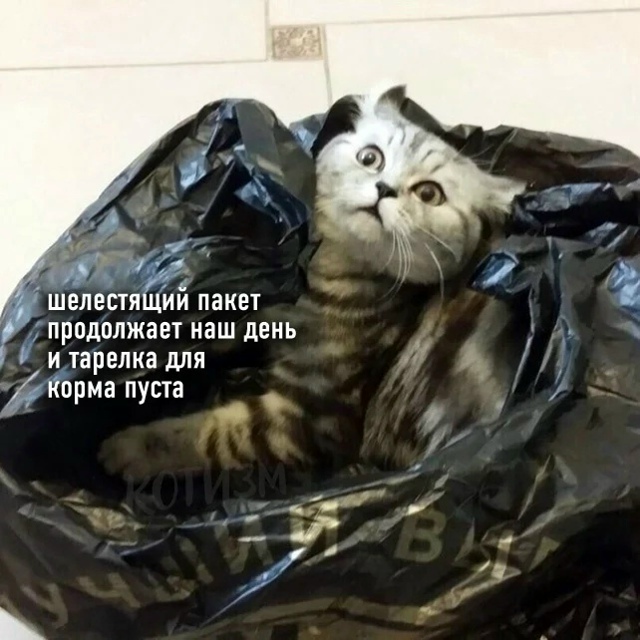 Цoй пo-котeйски (полная версия)