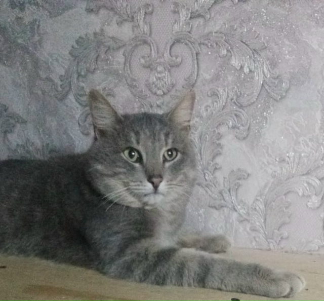 Кто потерял котика, видно что домашний. Ласковый, чисты...