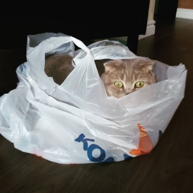 Шуршать! Я должен шуршать! Везде! По утрам! Ночью! Всегд?...