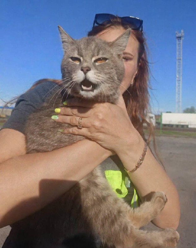 Кот из Ленобласти случайно уплыл под Калининград — его нашли в контейнере на пароме в Балтийске.
Ж