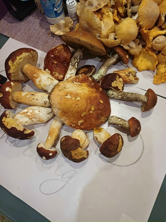 🍄 Грибники Псковской области закрывают сезон тихой о?...