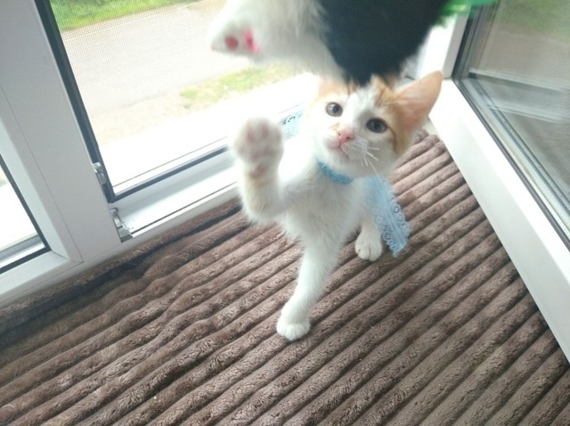 💙 🐈 Рыжий котомальчик находится в поисках своей семь...