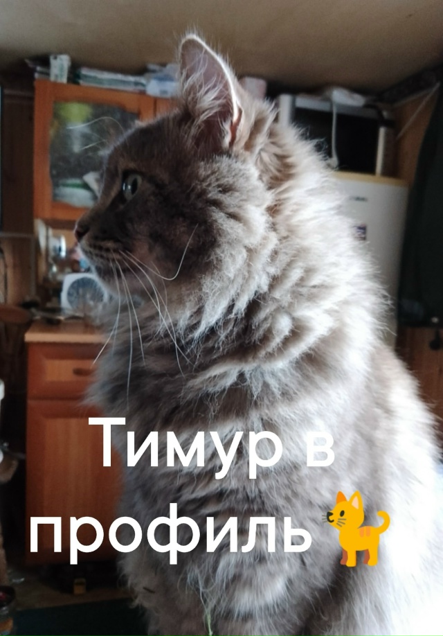 Кот Тимка, в профиль 😸