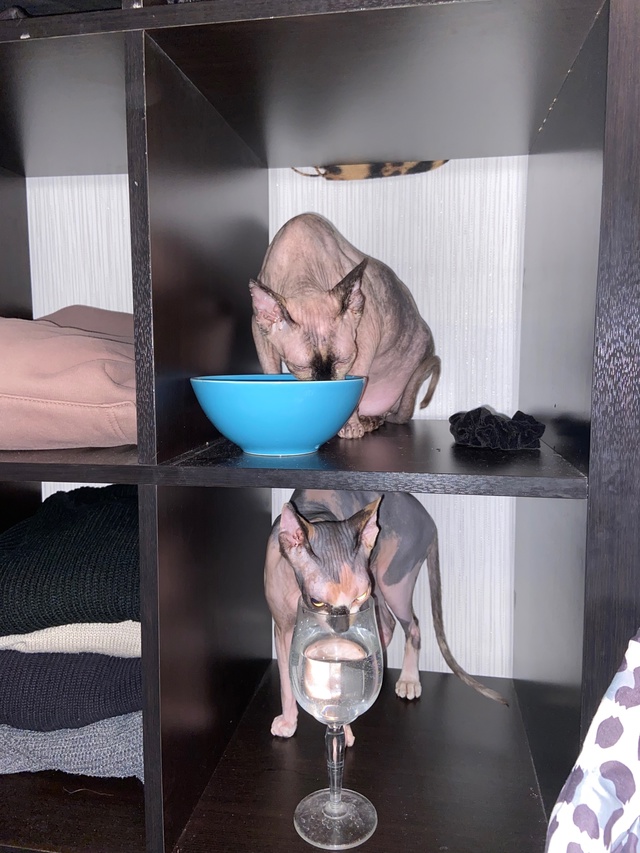 Мои всратые девочки❤️