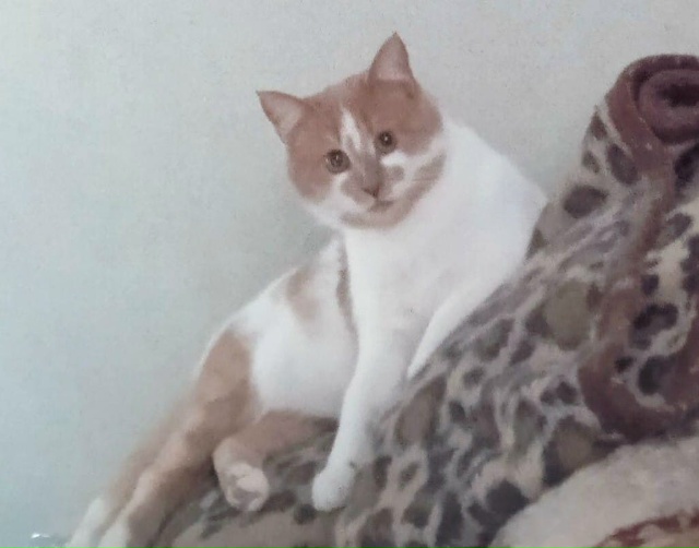 Админ, опубликуй, пожалуйста!
Переславль!
Друзья!
Обра...