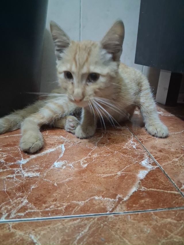 Найден котёнок в районе мечети ,хромает на заднюю лапк?...