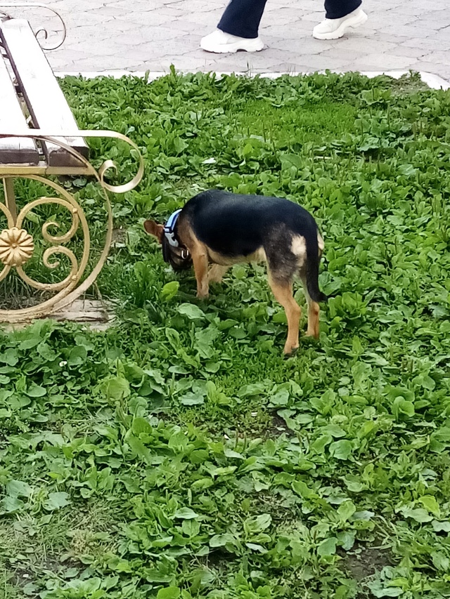 Ваши вопросы.
1⃣ Нашлась собака около пятой школы на п?...