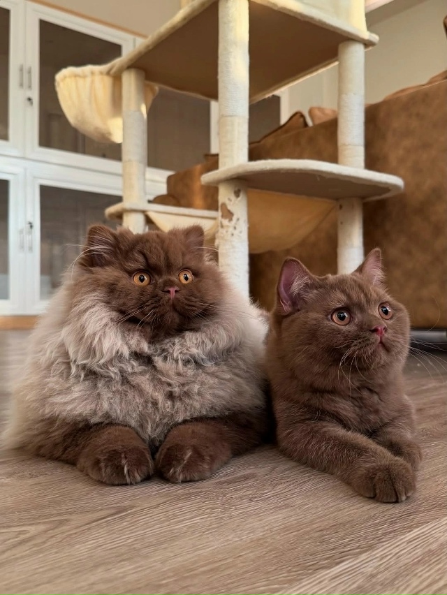 Такой шоколадный медвежонок 🤎