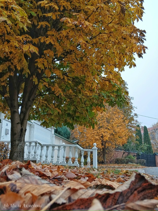 Осен, туманы в городе.
Последние краски осени.🎨
Тихо и...