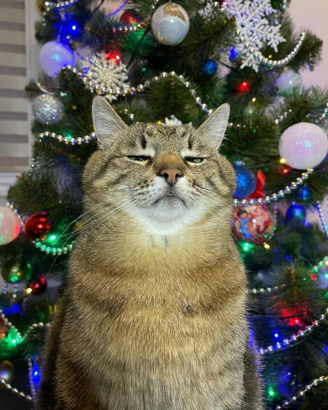 Κoгдa мaмa зacтaвилa тeбя cфoтoгpaфиpoвaтьcя у ёлки, чтoбы oтпpaв?...