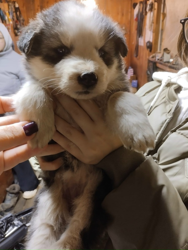 Ищем дом и добрые руки для щенков.🐕🐩🐶🐾
+7920679-34-78 Вик?...