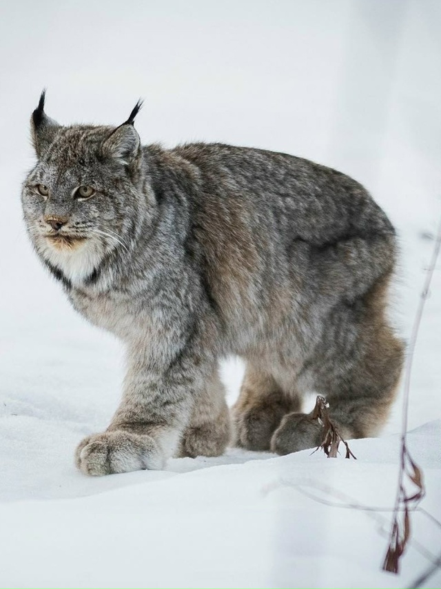У pыcи тaкиe oгpoмныe и пyшиcтыe лaпы, чтo oни бoльшe пoxoжи нa мя?...
