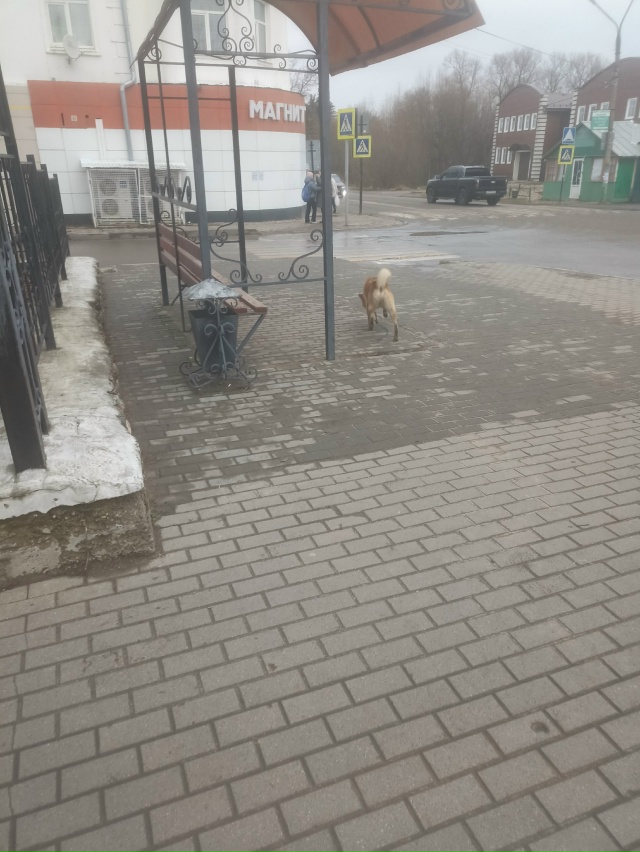 Чья бегает? С ошейником и цепью
В центре города, в 13:54
Ан...