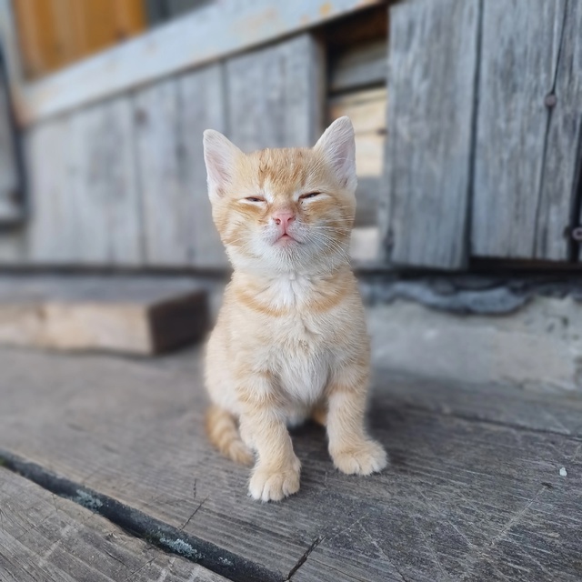 Добрый день! 5 котят ищут дом. От двух разных кошечек. Во...