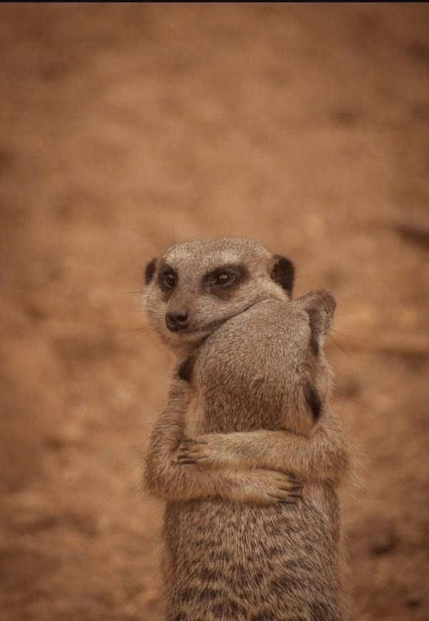 Сурикаты любят подбадривать, заботиться и защищать др?...