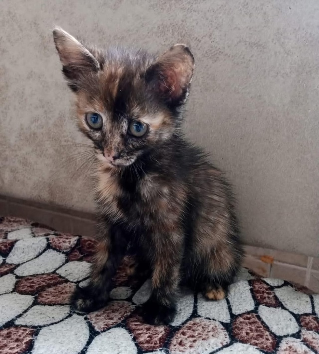 Отдам котёнка в добрые руки, к лотку приучена. Девочка ?...