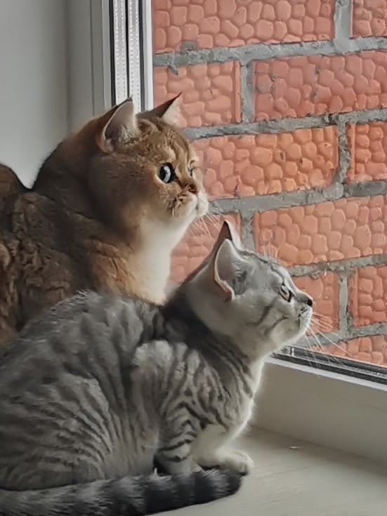 Марсик🐱и Муся🐱