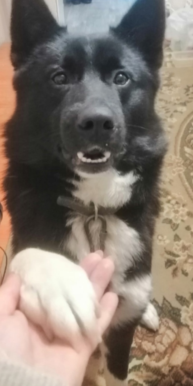 С частного сектора по ул Первомайская убежала собака.
?...