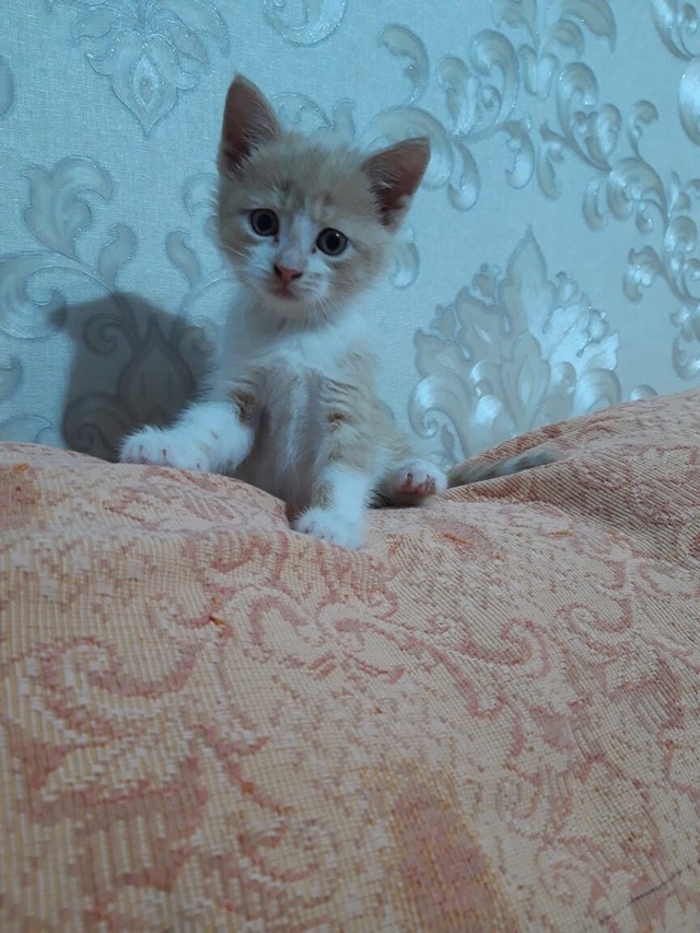 Пропал котейка, кличка Персик,только сейчас он побольш...