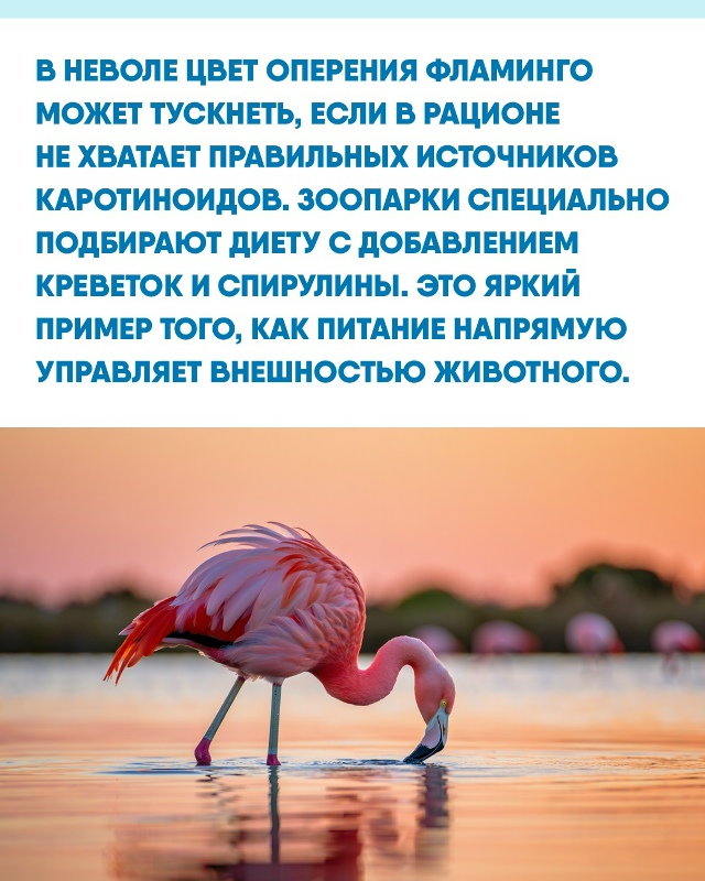 Иногда самые яркие краски в природе зависят не от гено?...