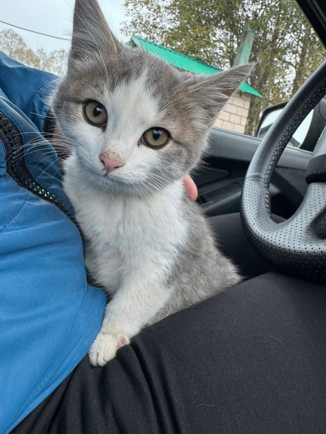 Котята родились в июле.😉 Красивые здоровенькие. Кормл...