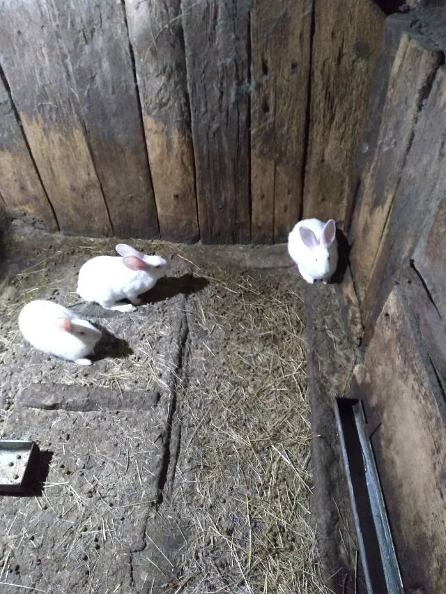 Продам кролят возраст 2 месяца парода панон все вопрос?...