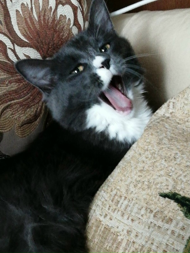 Котики не зевают - котики поют 🎶🐾🐾