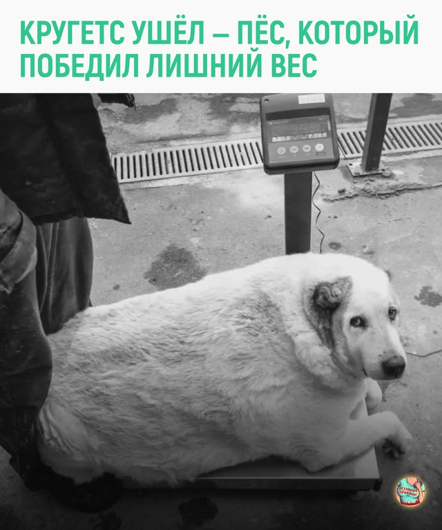 Он не просто похудел — он прожил свою вторую жизнь. И о?...