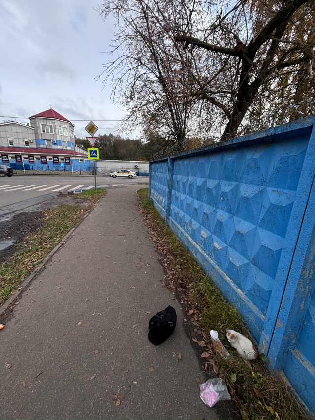 текстильная улица , возле остановки лежит котик не в оч...