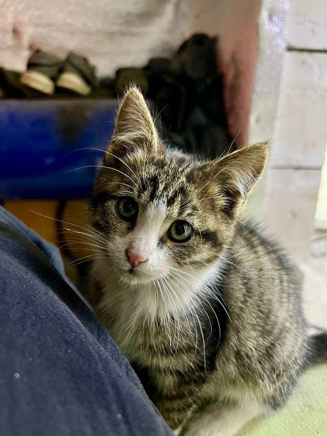 Пристраивается котенок (мальчик ) , ему всего 3 месяца , ?...