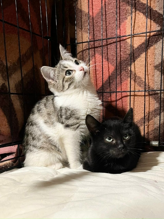 КОТЯТКАМ ищем ДОМ, самый лучший 🏡
Друзья, у нас целая ?...