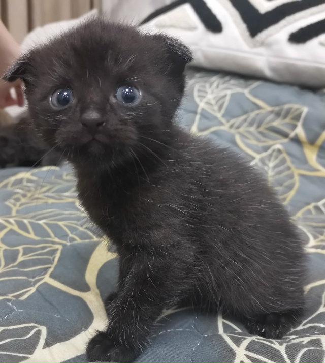 Котята бесплатно. 1мес. Черный вислоухий мальчик. Остал...