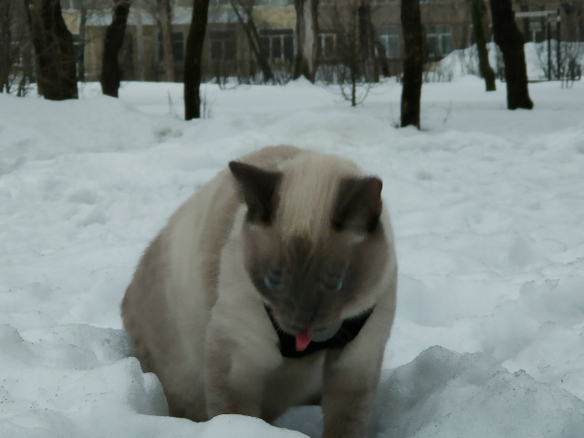 У нас потерялся кот ,  как нет его дома уже 3 недели,. Иск...