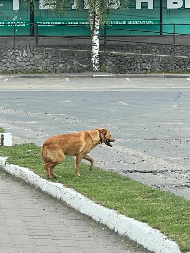 Чей пес??? Бегает испуганный