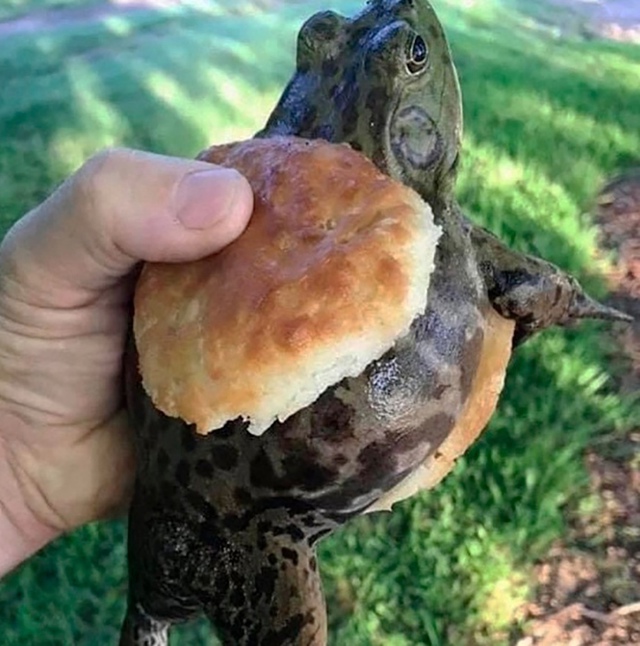 никто:
буквально никто:
Полдник Базарова: