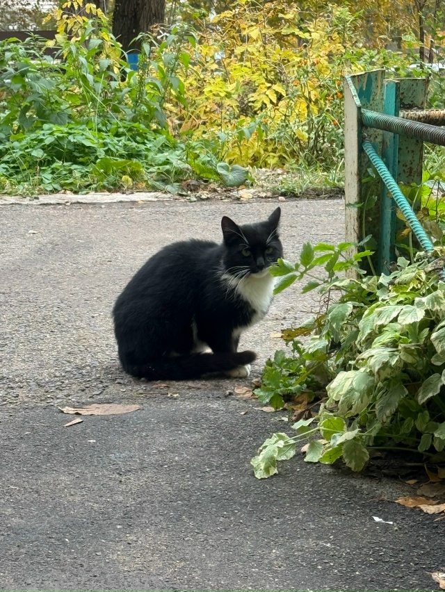 Чей котик потерялся? Находится в г-1/30 дом