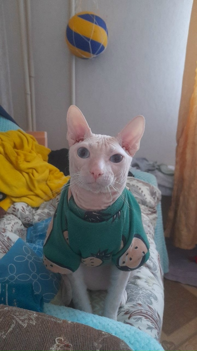 А это у нас Феникс, а так же Фенюша, Фенечка, Фенюшечка, ?...