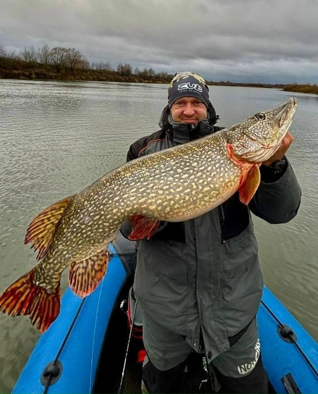 🎣 Щуку весом более 13 кг поймал рыбак в Оке.