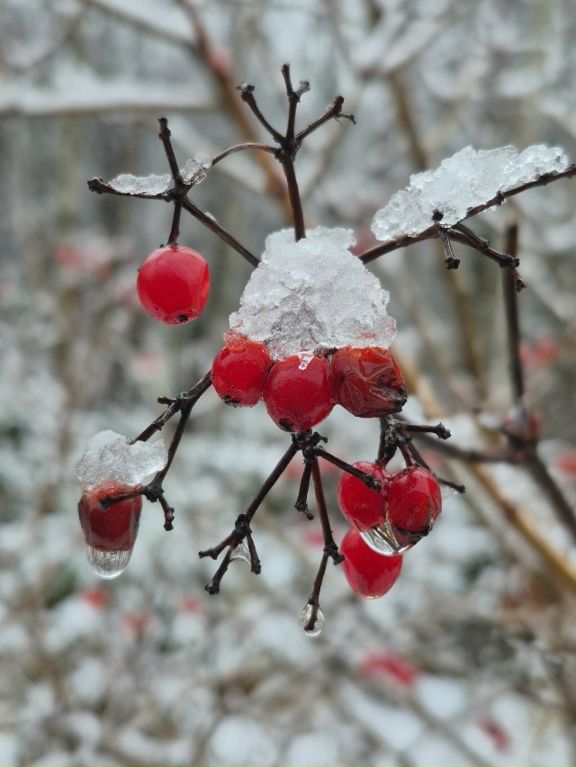 ❄Ноябрьское морозное утро в объективе нашей подписчи?...