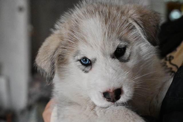 ?ДВА МАЛЬЧИКА-КРАСАВЧИКА ИЩУТ ДОМ!?
Щенкам -малышам ?...